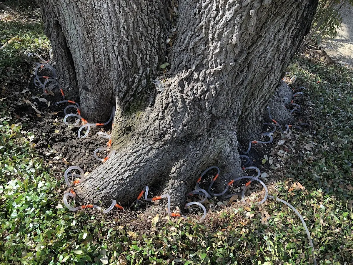 Detailed Tree Cabling and Bracing job site in Creal Springs