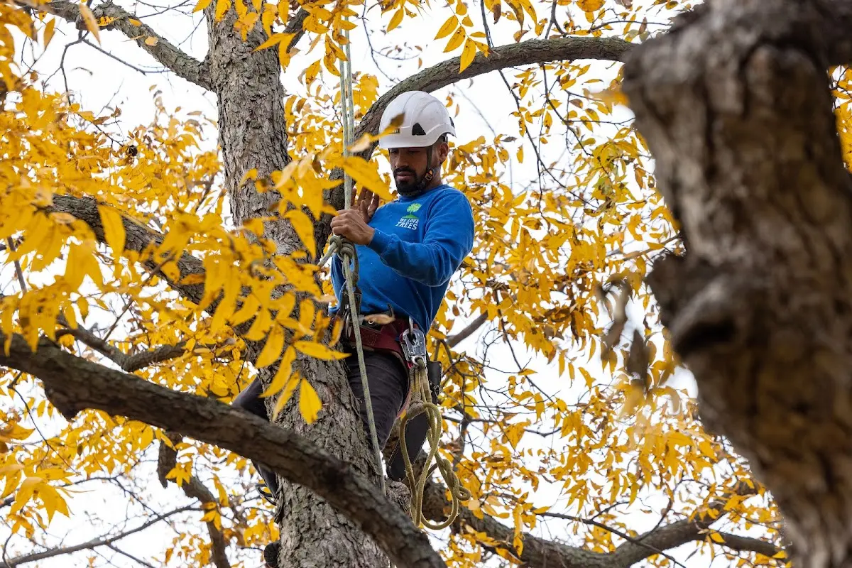 Skilled Tree Pruning crew working in Creal Springs